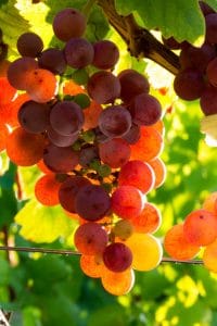 Vin-bio grappe