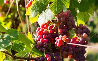 Reportage dans les vignes