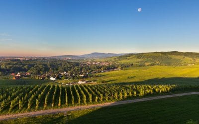 Sur la route des vins