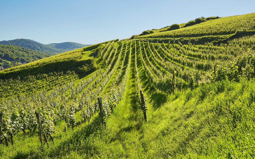 Photographier la vigne Barr, Alsace
