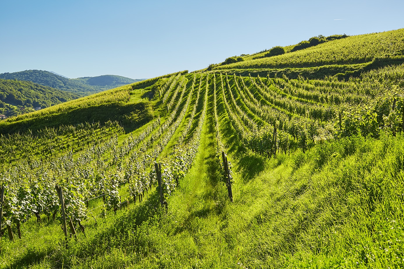 Photographier la vigne Barr, Alsace