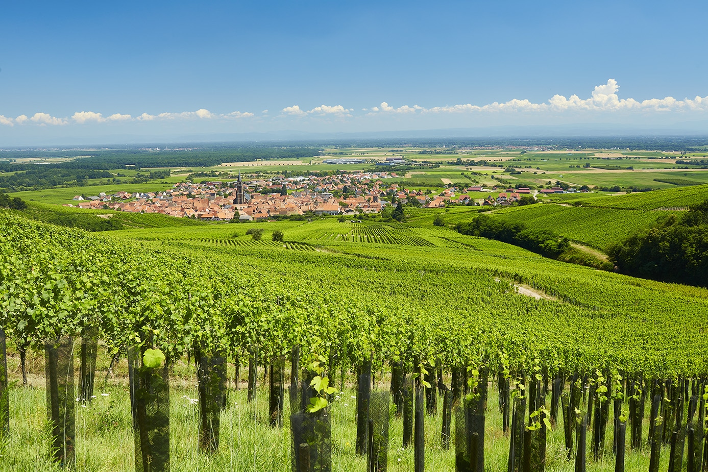 Vignoble alsacien Dambach-la-ville