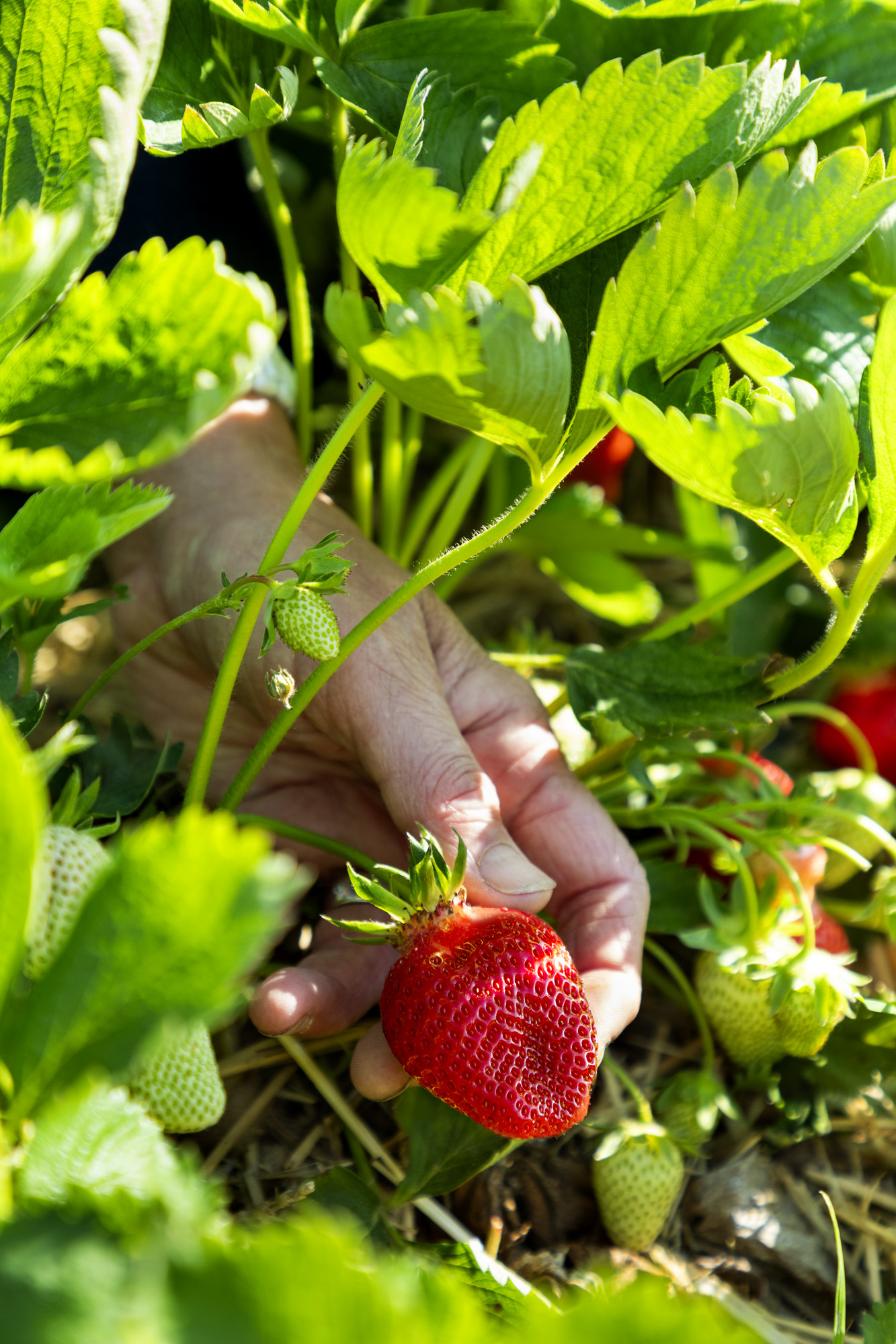 Jour de marché FIPC